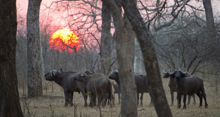 Explore the Wildlife of Malawi