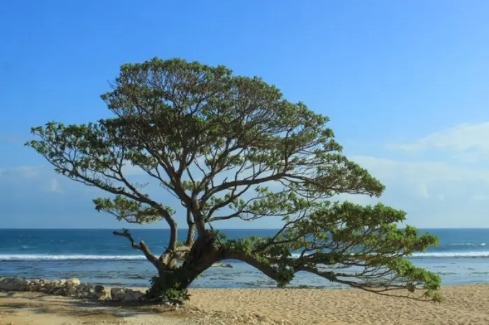Pok Tunggal Beach in Gunungkidul